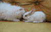 White Kitten and Rabbit