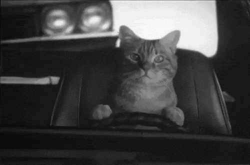 Cat Driver