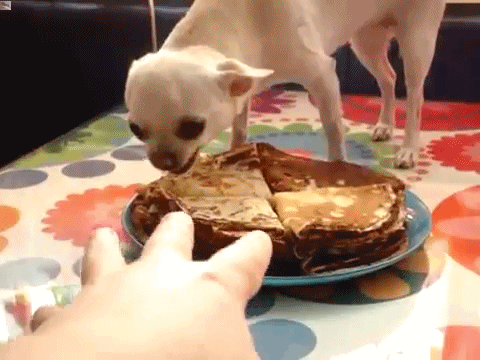 Funny Dog with Pancakes