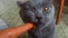 LOL Cat eating carrot