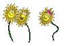 Flowers Dance