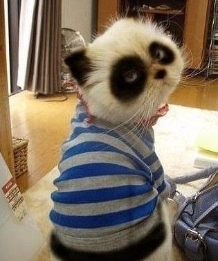 Panda Cat