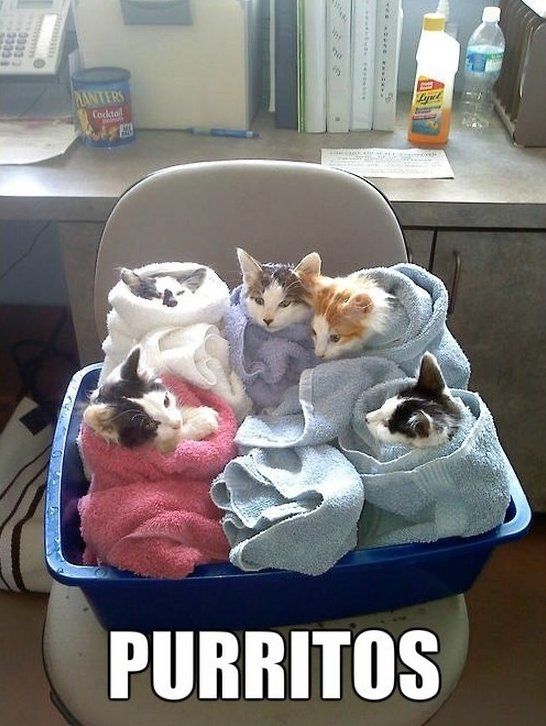 LOL Cat: Purritos