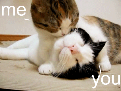 Love Cats: Me and You