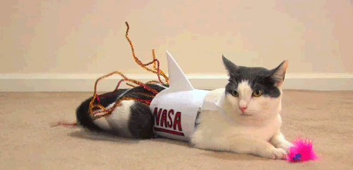 LOL Cat: NASA