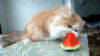 Funny Cat eats watermelon