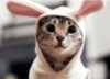 Funny Bunny-Cat