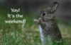 Yay! It's The Weekend! -- Cute little bunny