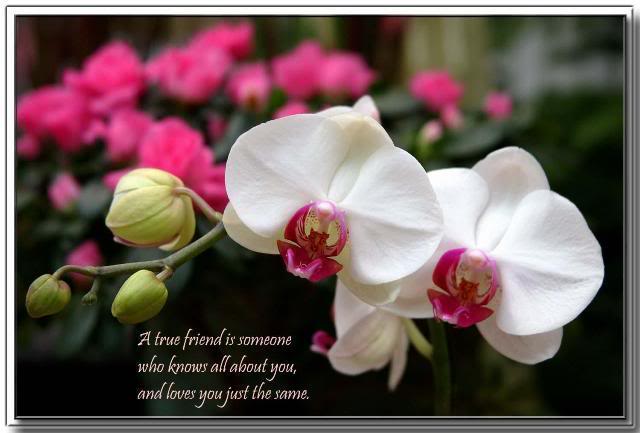 A true friend is someone who knows all about you, and loves you just the same.