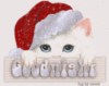 Good Night -- Santa Cat