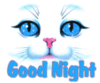 Good Night -- Cute Cat