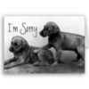 I'm Sorry -- Puppies