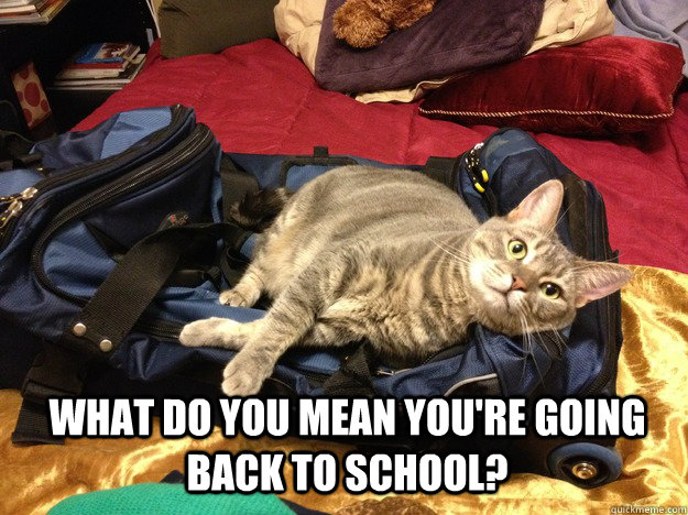 LOL Cat: What do you mean you're going back to school?
