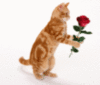 Cat with Red Rose