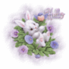 Hello -- Cute Little Bunny
