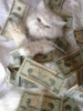 Cat with Money
