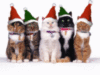 Merry Christmas -- Cute Cats