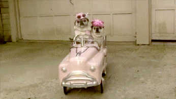 Funny Dogs Couple Pink Car