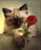 Happy Birthday -- Cat with Red Flower