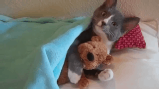 Funny Cat with Bear
