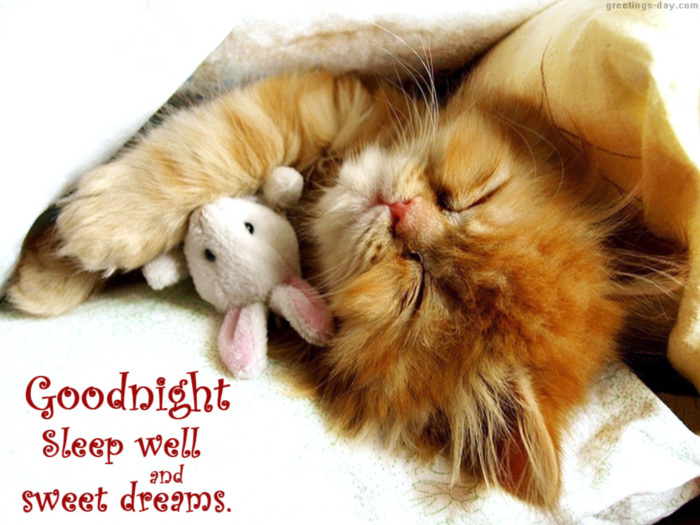 Good Night Sweet Dreams -- Cute Cat