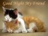 Good Night My Friend -- Cute Cats