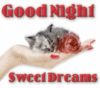 Good Night Sweet Dreams -- Cute Kitten