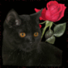Black Cat and Rose