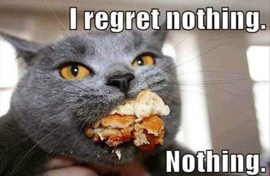 Funny Cat: I regret nothing