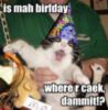 Funny Cat: is mah birfday