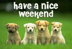 Have A Nice Weekend -- Cute Puppies