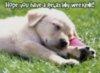 Hope you have a relaxing weekend! -- Cute puppy