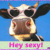 Hey Sexy! -- Cow