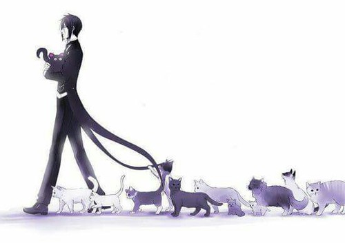 Anime Guy with Cats
