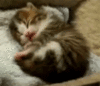 Cute Yawn Kitten