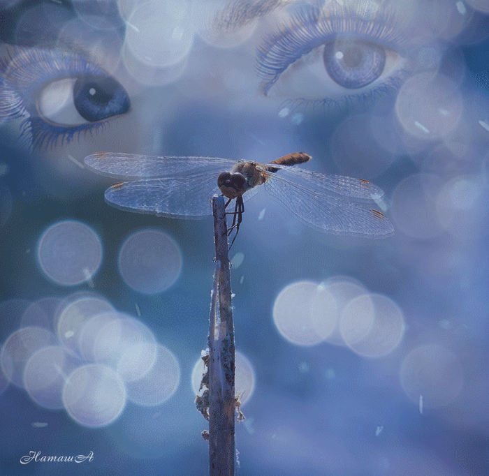 Watching Dragonfly