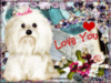 Love You -- Cute Puppy