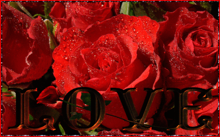 Love -- Red Roses
