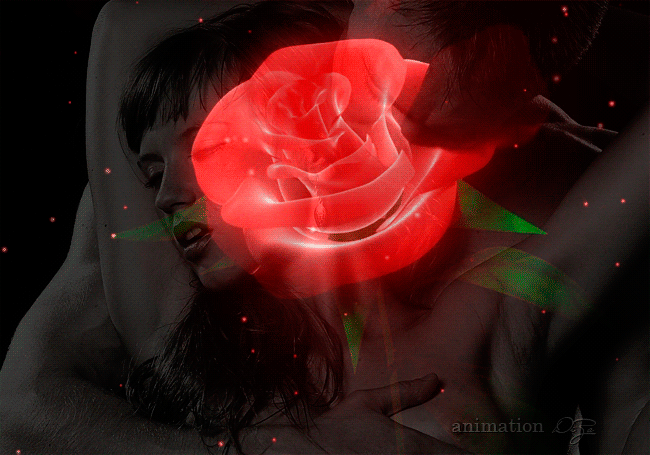 Passion -- Red Rose