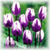 Happy St.Valentine -- Purple Tulips