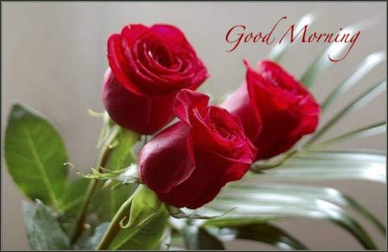 Good Morning -- Red Flowers