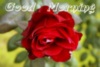 Good Morning -- Red Flower