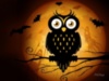 Happy Halloween -- Owl