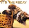 It's Thursday -- Kitten