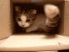 Cute Kitten in the Box