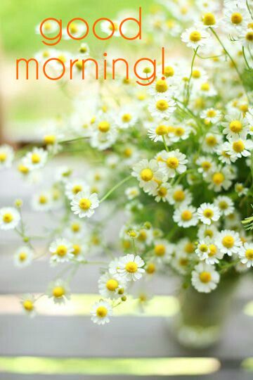 Good Morning! -- White Flowers
