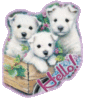 Hello! -- Cute White Puppies