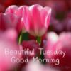 Good Morning Beautiful Tuesday 