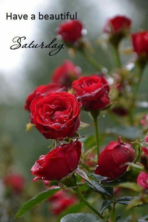 Have A Beautiful Saturday -- Red Flowers