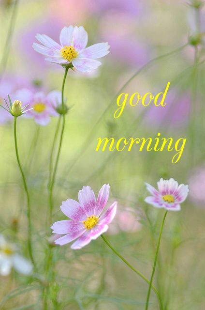 Good Morning -- Flowers